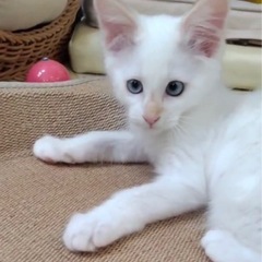 可愛い白猫君【譲渡会参加】