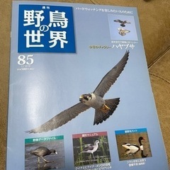 週刊野鳥の世界 85