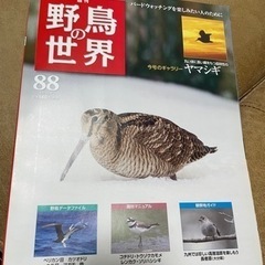 週刊野鳥の世界 88