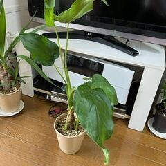 観葉植物　クワズイモ　６０ｃｍ