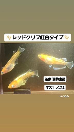 メダカ【超高級】レッドクリフ紅白タイプ❤若魚トリオ❤写真現物出品