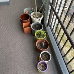 園芸　植物　植木鉢　決まりました！！