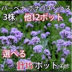 B  バーベナ・ボナリエンシス苗他　選べる苗　計15ポット　1000円