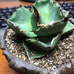 ジャガーノート　(純血)