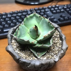 ジャガーノート　(純血)