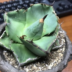 ジャガーノート　(純血)