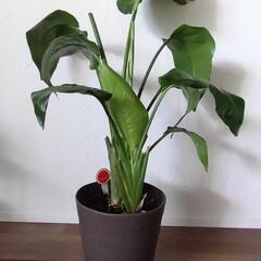 観葉植物　ストレリチア　