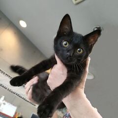 生後二ヶ月半、黒猫のルノくん