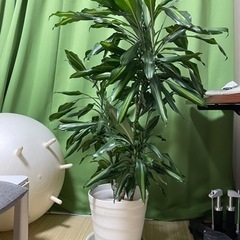 観葉植物（大）ドラセナジェレ 135cm