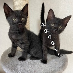 子猫13匹！里親さん急募！