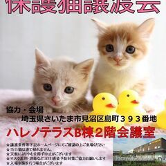 【さいたま市】7/16（日）ハレノテラス保護猫譲渡会の画像