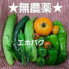 ★無農薬★エホバク入り夏野菜セット