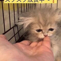 未熟児こねこちゃん・保護猫　どの子も幸せになれますように子猫　●...