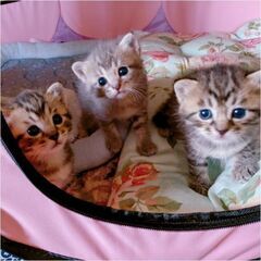 6月4日生まれの子猫（4匹）の里親様を募集しております。