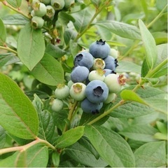 果実収穫ヘルプ土日のみ