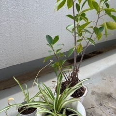 観葉植物　オリヅルラン　ガジュマルのセット