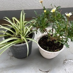 観葉植物　オリヅルラン　マーガレットのセット