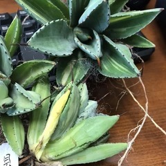 貝殻竜(キュービック錦)