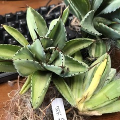 貝殻竜(キュービック錦)