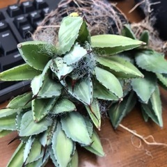 貝殻竜(キュービック錦)