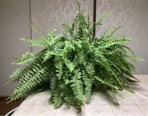 ボストンタマシダ(観葉植物)2
