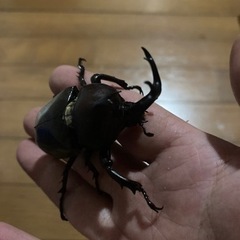 カブトムシ