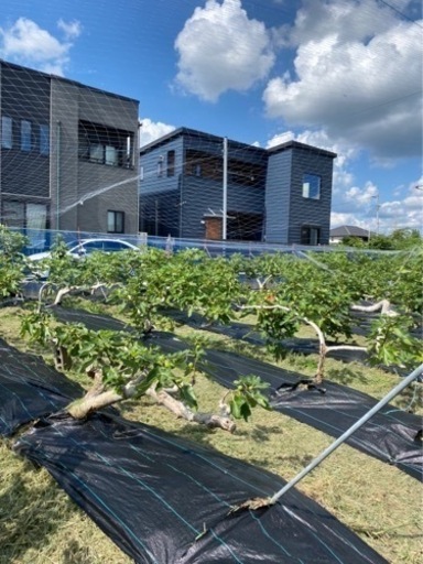 立地良好　いちじく農園　譲ります 立地良好 いちじく農園 譲ります