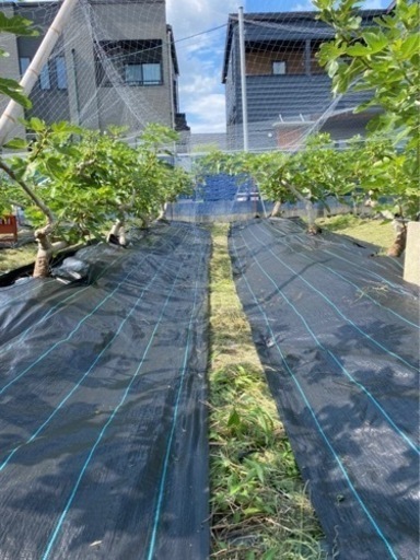 立地良好 いちじく農園 譲ります