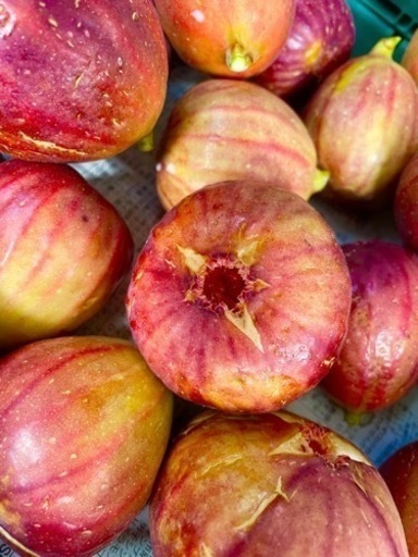 立地良好 いちじく農園 譲ります