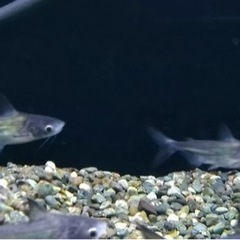 熱帯魚　パールム1匹　15cm程度