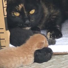 【御礼・里親様見つかりました】黒サビママ猫と子猫３匹