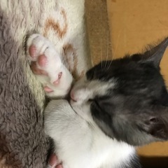 母猫が置き去りにして帰ってこない