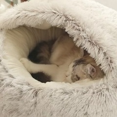 猫ふかふかドームベッド　一年使用