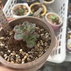 増えてしまった多肉植物の里親を募集します◯掲載価格は