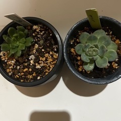増えてしまった多肉植物の里親を募集します◯掲載価格は