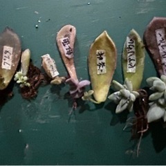 増えてしまった多肉植物の里親を募集します◯掲載価格は