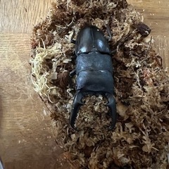 ヘラクレスオオカブト♂♀パラワンオオヒラタ♂♀