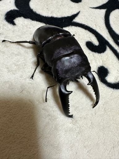 ヘラクレスオオカブト♂♀パラワンオオヒラタ♂♀ 購入 