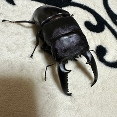 ヘラクレスオオカブト♂♀パラワンオオヒラタ♂♀