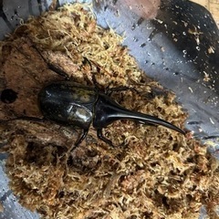 ヘラクレスオオカブト♂♀パラワンオオヒラタ♂♀