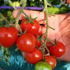 トマト収穫ヘルプ土日のみ