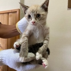 薄茶シマの綺麗な子猫