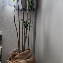 観葉植物　ドラセナ