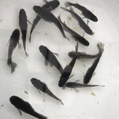 （決まりました）ブラックダイアの稚魚～若魚２０匹＋α　１､０００円