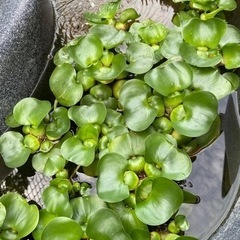 繁殖したホテイアオイ　水草