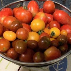 無農薬野菜　きゅうり、トマト、ナス、ピーマン