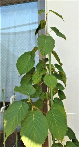 植木『ハンカチノキ』・・・今年は大きな芽ができています、来年あたりハンカチが出そうです・・価格相談可