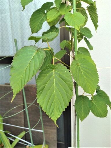 植木『ハンカチノキ』・・・今年は大きな芽ができています、来年あたりハンカチが出そうです・・価格相談可