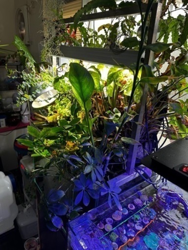 水草水槽一式、写真に写ってる物全て 2024 