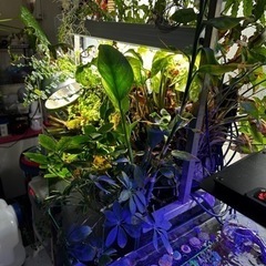 水草水槽一式、写真に写ってる物全て